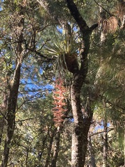 Tillandsia prodigiosa