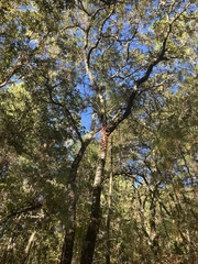 Tillandsia prodigiosa