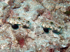 Signigobius biocellatus
