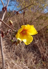 Cochlospermum vitifolium