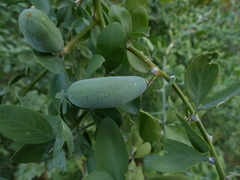 Balanites aegyptiaca
