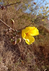 Cochlospermum vitifolium