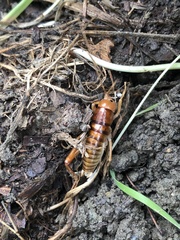 Ceuthophilus californianus