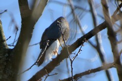 Accipiter striatus