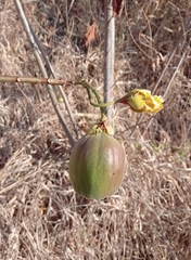 Cochlospermum vitifolium