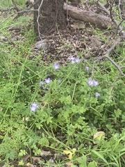 Nemophila