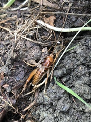 Ceuthophilus californianus