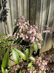 Pieris japonica