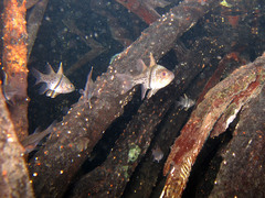 Sphaeramia orbicularis