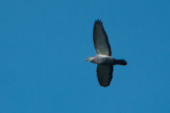 Columba
