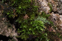 Nyholmiella obtusifolia