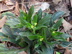 Lithospermum tuberosum
