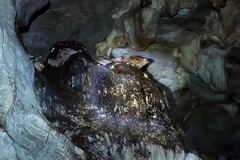 Steatornis caripensis