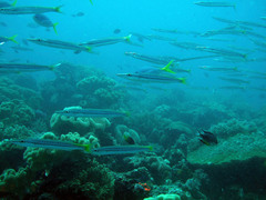 Sphyraena flavicauda