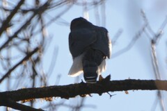 Accipiter striatus