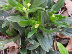 Lithospermum tuberosum