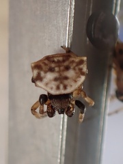 Thelacantha