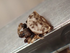 Thelacantha