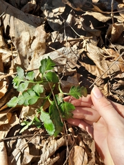 Sceptridium oneidense