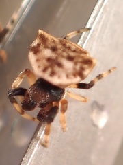Thelacantha