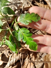 Sceptridium oneidense