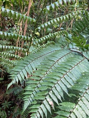 Alsophila imrayana