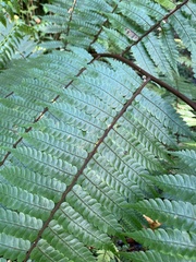 Alsophila imrayana