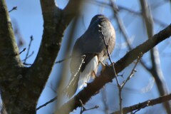 Accipiter striatus
