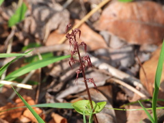 Neottia bifolia