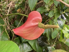 Anthurium andraeanum