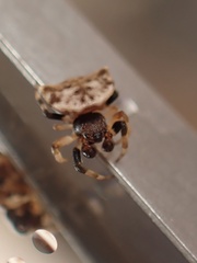 Thelacantha
