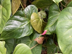 Anthurium andraeanum
