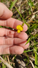 Crotalaria rotundifolia