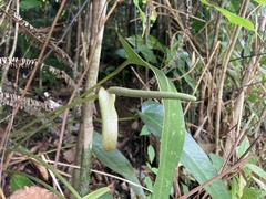Anthurium dominicense