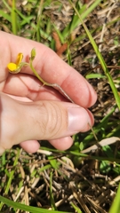 Crotalaria rotundifolia