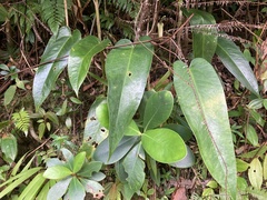Anthurium dominicense