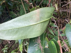 Anthurium dominicense