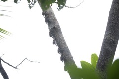 Rhynchonycteris naso