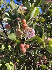 Arctostaphylos crustacea