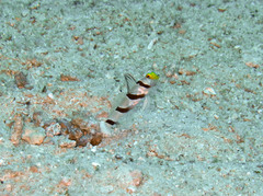 Stonogobiops xanthorhinicus