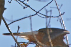 Accipiter striatus