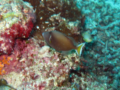 Sufflamen chrysopterum