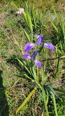 Iris savannarum