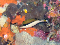 Sufflamen chrysopterum