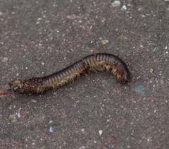 Pachyiulus flavipes