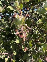 Arctostaphylos crustacea