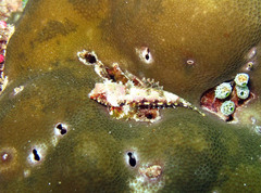 Synchiropus bartelsi