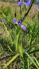 Iris savannarum