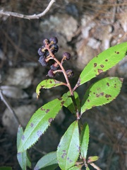 Comarostaphylis discolor