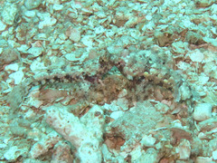 Synchiropus ocellatus